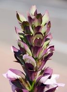 fancy flowering shrub on the Mediterranean coast, France
