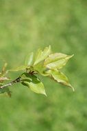 Branch Road Leaves