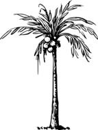 drawing of a coconut tree