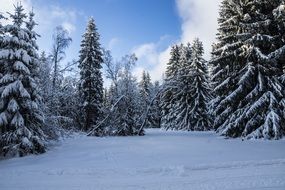 winter forest in thuringia in germany