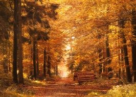 trees with yellow leaves in the autumn forest