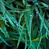 Dew on the green grass