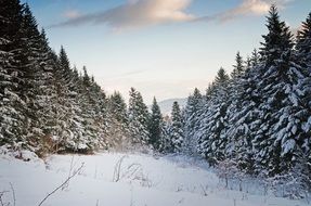 stunning Forest Nature