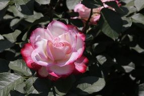 pale pink rose on a bush close-up