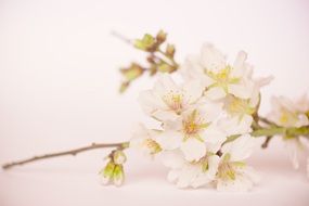 flowering almond branch close-up