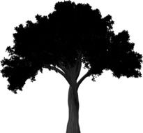 black tree silhouette on a white background