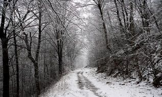 pass in bare forest at winter