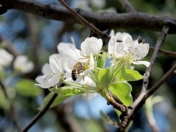 bee pollinating pear tree flowers