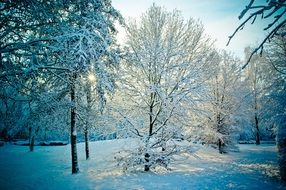 fabulous winter forest