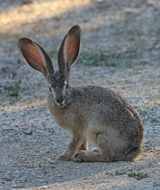 hare with big ears
