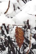 dry autumn foliage in the snow close-up