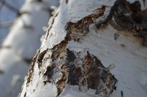 picturesque Birch Tree