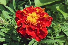 Colorful marigold flower blossoms