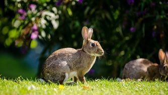 European rabbit on a green meadow