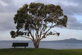 bench under a tree near a lake in new zealand