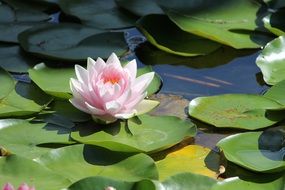 pale pink water lilly