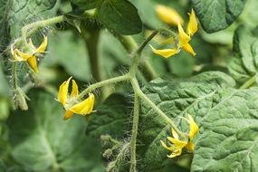 yellow flowering of a tomato bush