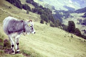 cow in the green alps