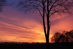 tree on a background of orange clouds during sunset