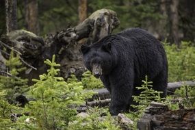 Black Bear Woods
