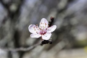 Japanese Cherry Blossom