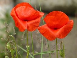 bright Red Poppy Flowers