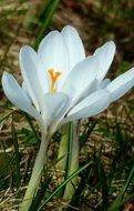 Crocus Spring blossomed flower macro