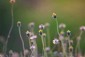 tiny purple wildflowers at blurred green background