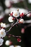 flowering tree in close-up