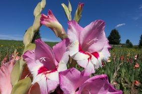 pink gladiolus on a sunny day
