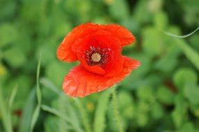 bright poppy early bloomer