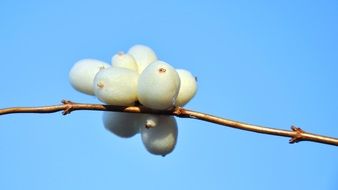 white fruits on a branch close-up