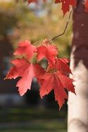 Red leaves on the trees in autumn