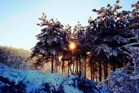 rising sun through coniferous snow-covered trees