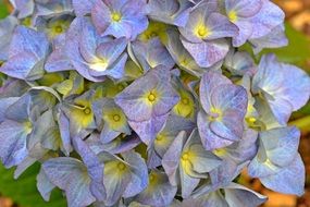 picturesque Hydrangea Flowers