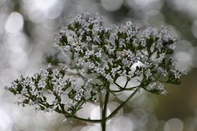 valeriana officinalis flowers, macro, bokeh background