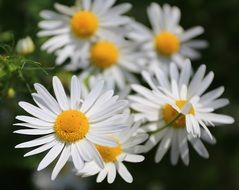delicate white butterflies on a flowerbed in the garden
