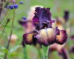 Flower Iris Nature