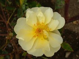 Yellow rose in a garden