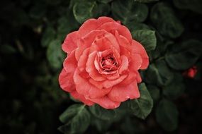 red rose on a green bush closeup