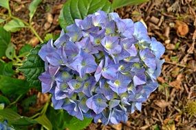 blue hydrangea on a stalk close up