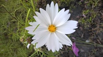 striking white Cosmos Flower
