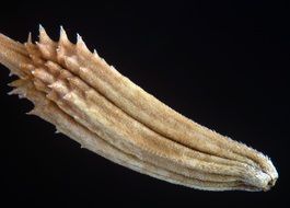 view of plant seeds on a black background