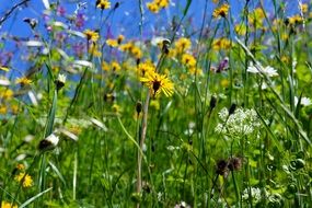 flower mountain meadow in the bright sun close-up on blurred background