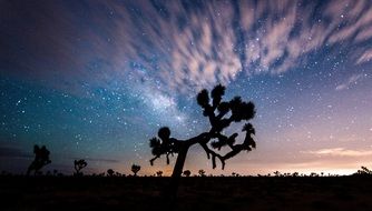 Joshua Tree in romantic Sunset Landscape