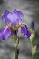 purple iris in blurry background