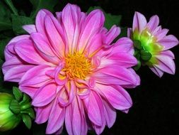 pink dahlias with buds on a dark closeup