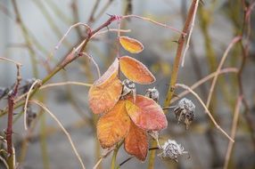 yellow leaves on a bush during frost