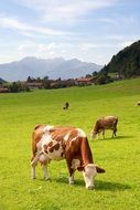 spotted cows on a pasture in Upper Bavaria