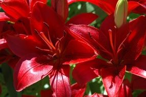 red lilies